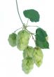 Hops