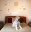 Dog in modern bedroom