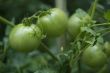 green tomatoes