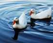 ducks