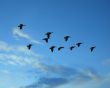 ducks