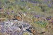 Townsend`s Chipmunks