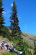 Tree in the mountains