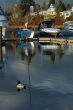 Duck at marina