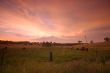 pastoral field