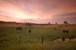 pastoral field