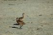 seabirds