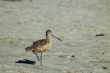 seabirds