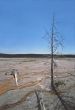 dead tree in Yellowstone National Park