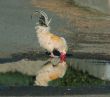 chicken reflections