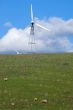 sheep on a hillside
