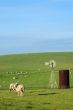 sheep on a hillside