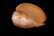 Large Seashell