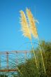 reed grass