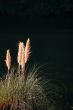 reed grass