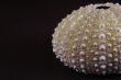 Sea urchin