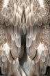 Feather background