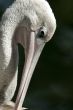 Pelican