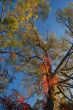 Fall Colors