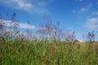 Barn in field