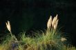 Reed grass