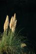 Reed grass by pond