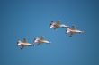 Air Force Thunderbirds