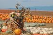 Scarecrow in a pumpkin patch