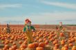 Scarecrow in a pumkin patch