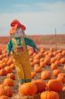 Scarecrow in a pumkin patch