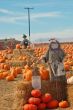 Scarecrow in a pumkin patch
