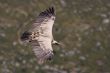 Vulture in flight