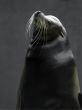 seal head