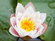 Lotus flower