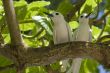 Fairy terns
