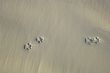 tracks on the sand