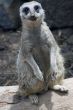 suricate