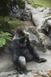 Silverback gorilla