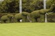 Elephants
