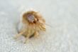 hermit  crab Coenobita rugosus