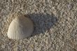 Shell on the beach