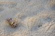 ghost crab
