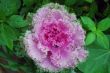 Pink flowering Cabbage