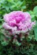 Pink flowering cabbage