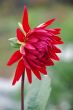 red dahlia