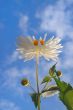 white dahila