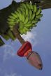 Bunch of bananas