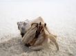 Hermit Crab Close Up