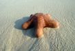 Starfish