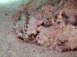 stonefish